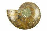 Cut & Polished Ammonite Fossil (Half) - Madagascar #296445-1